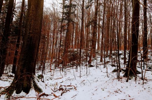 Velký Špičák - závod NK365