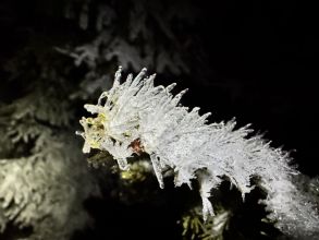 liska_lesni - datum výstupu: 05. 01. 2025 20:23