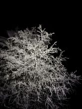 liska_lesni - datum výstupu: 20. 01. 2025 20:20