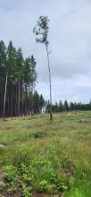 Skalda - datum výstupu: 08. 06. 2025 13:59